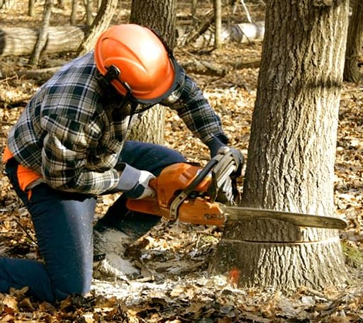 Tree Removal in Foxboro, WI